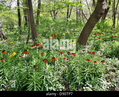 Imperial Crown in foresta Foto Stock