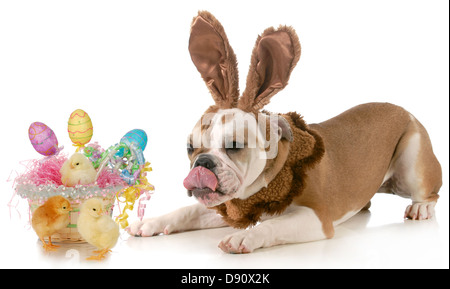 Pasqua - cane Bulldog inglese vestito come bunny con cesto di uova e pulcini isolati su sfondo bianco Foto Stock