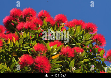 Albero Pohutukawa con il suo colore rosso brillante fiori che fioriscono verso la fine di dicembre è albero di Natale della Nuova Zelanda Foto Stock