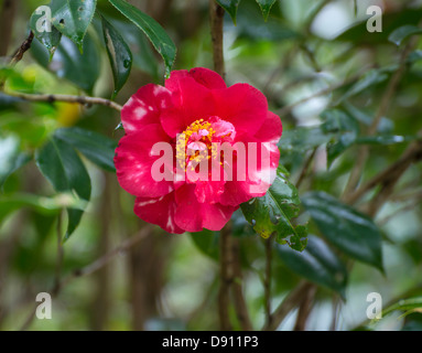 Spring Garden Festival è una manifestazione annuale a Kanapaha Botanical Gardens si trova a Gainesville, Florida Foto Stock