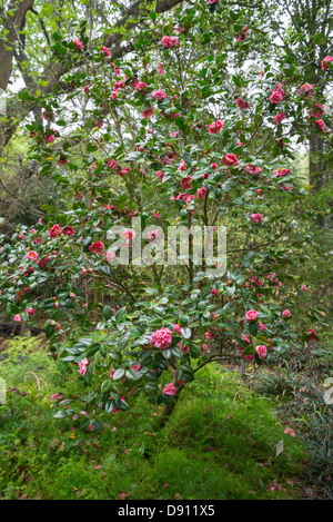 Spring Garden Festival è una manifestazione annuale a Kanapaha Botanical Gardens si trova a Gainesville, Florida Foto Stock