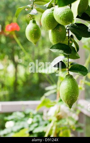 Limoni verde sul ramoscello Foto Stock
