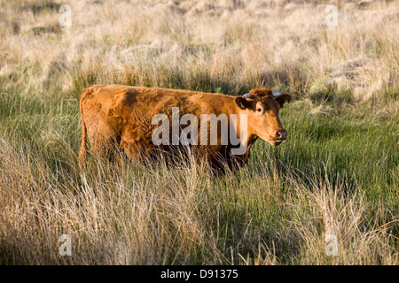 South Devon bovini sul parco nazionale di Dartmoor, Devon, Inghilterra colloquialmente vacche Foto Stock