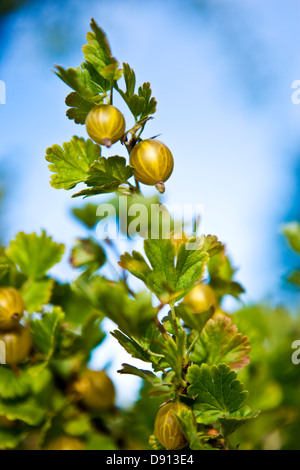 Un gooseberry bush, Oland, Svezia. Foto Stock