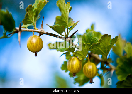 Un gooseberry bush, Oland, Svezia. Foto Stock