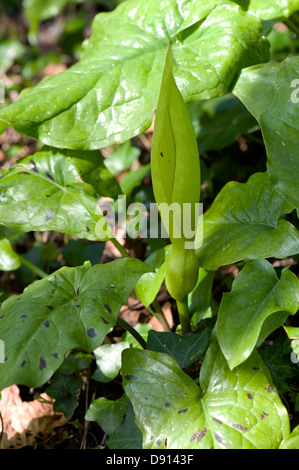 Fiore di signori e signore o cuculo pinta, Arum maculatum, con foglie in ombra del bosco in primavera Foto Stock