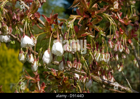 Fiori apertura su una fioritura ornamentali ciliegio Prunus 'Shizuka' o Cloud fragrante giovani foglie rosse Foto Stock
