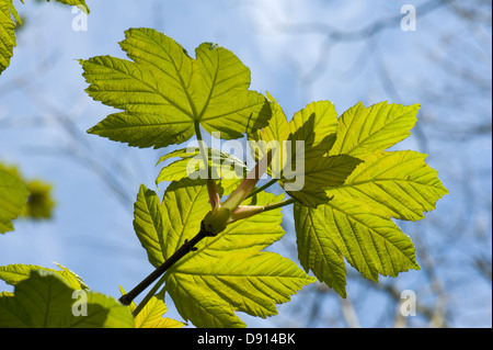Molla di giovani foglie retroilluminati da luce del sole su un sicomoro piccolo , Acer pseudoplatanus, germoglio contro gli alberi più grandi ed un cielo blu Foto Stock
