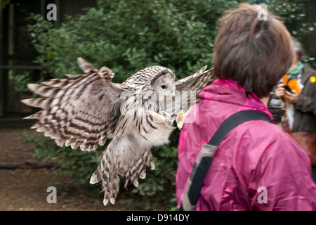 Gufo barred (Strix varia) aka gufo barred del nord, gufo vero nativo a nord orientale America.Landing su donna - Bird Conservation Farm, Regno Unito Foto Stock
