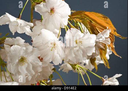 Fiori su un fiore ornamentale ciliegio Prunus 'Shizuka' o Cloud fragrante giovani foglie rosse Foto Stock
