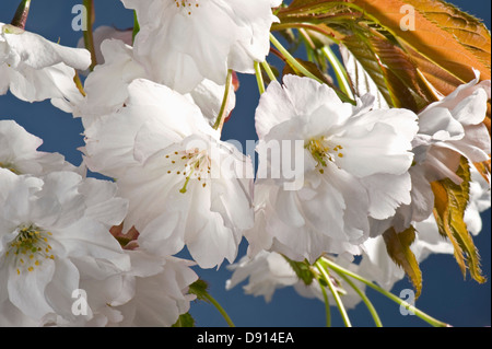 Fiori su un fiore ornamentale ciliegio Prunus 'Shizuka' o Cloud fragrante giovani foglie rosse Foto Stock
