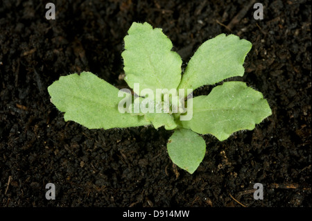 La piantina di papavero da oppio, Papaver somniferum, un raccolto e naturalizzato piante ornamentali Foto Stock