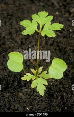 Un impianto di piantine di herb robert, Geranium robertianum, una pianta annuale della massa dei rifiuti con cotiledoni e prime foglie vere Foto Stock