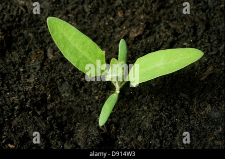 Una piantina pianta del comune, orache Atriplex patula, con due foglie vere e i cotiledoni Foto Stock
