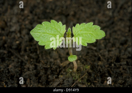 Una piantina ortica, Urticia dioica, due foglie vere e cotiledone Foto Stock