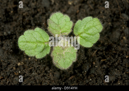 Hedge woundwort, Stachys sylvatica, la piantina con quattro foglie vere Foto Stock