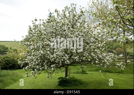 Un albero di mele varietà scoperta in pieno fiore di un giardino di primavera Foto Stock
