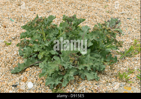 Cavolo riccio di mare, Crambe maritima, sulla ghiaia a Chesil Beach in Dorset Foto Stock