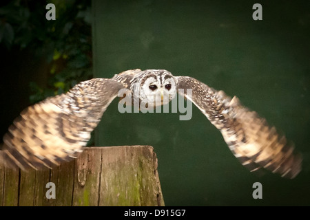 Chaco owl, Strix chacoensis, in volo, Bird Conservation Farm, Regno Unito Foto Stock
