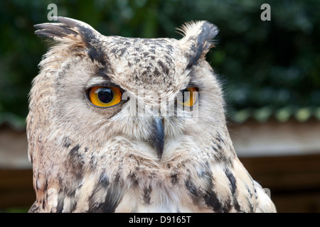 Gufo minore o gufo Magellanico, bubo magellanicus, Bird Conservation Farm, UK Foto Stock