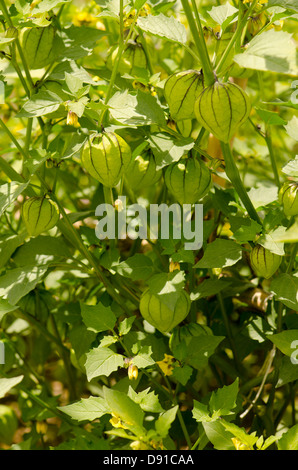 Green tomatillo, Physalis philadelphica, pianta da frutto della fioritura in un orto. Foto Stock