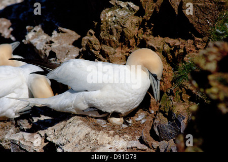 Northern Gannet (Morus bassanus) su un nido con un uovo, Troup Testa, Aberdeenshire, Scotland, Regno Unito Foto Stock