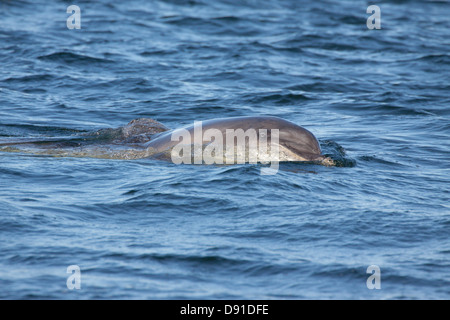 Il tursiope o delfino maggiore (Tursiops truncatus), Moray Firth, Scotland, Regno Unito Foto Stock