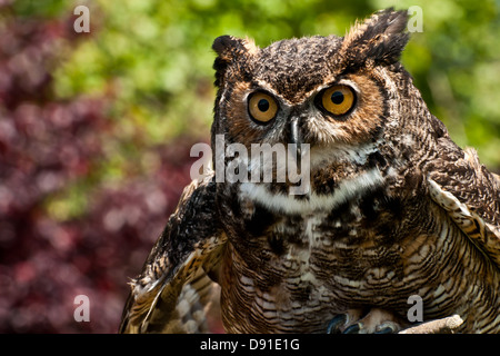 Grande Gufo cornuto Foto Stock