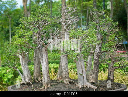 Alberi di Bonsai, piccoli arbusti e piante verdi in vaso. Foto Stock