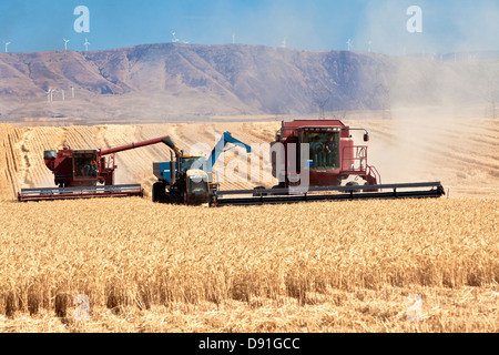 Combina la raccolta di frumento. Foto Stock
