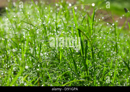 Gli sfondi di sottofondo bellissima pala luminoso clima pulito close-up colore primo piano la condensazione di rugiada goccia caduta di gocce environme Foto Stock