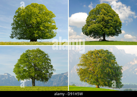 Quattro grandi tigli, querce, faggi in Baviera Foto Stock