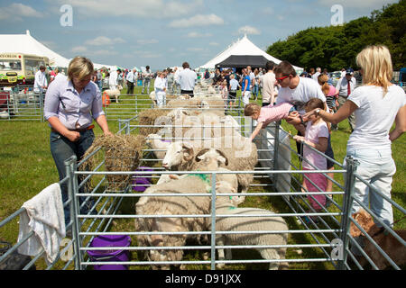 Farnley Tyas, West Yorkshire, Regno Unito 8 Giugno 2013. Il bestiame in questo anno Honley spettacolo agricolo. La mostra annuale si svolge il secondo sabato di giugno ed è ora nella sua 91l'anno. Credito: Mark Richardson/Alamy Live News Foto Stock