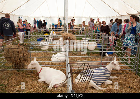 Farnley Tyas, West Yorkshire, Regno Unito 8 Giugno 2013. Il bestiame in questo anno Honley spettacolo agricolo. La mostra annuale si svolge il secondo sabato di giugno ed è ora nella sua 91l'anno. Credito: Mark Richardson/Alamy Live News Foto Stock