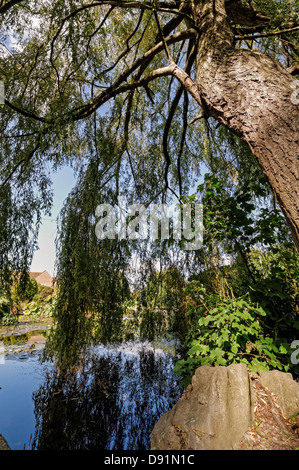 Salice piangente albero da stagno, il Rockery, giardino di roccia, Preston Park, Brighton, Inghilterra, Regno Unito Foto Stock