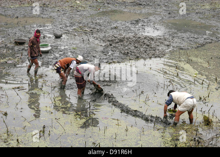 Gli uomini del Bangladesh preparare il campo per la coltivazione del riso, Bangladesh Foto Stock