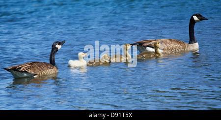 Canada Goose famiglia con un bianco gosling, nuoto nel lago Foto Stock