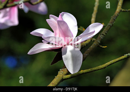 La magnolia, rosa pallido aprire Magnolia flower close-up su un unico fiore. Foto Stock