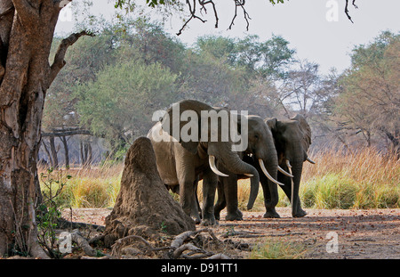 Elefanti Elefante del deserto in un letto asciutto del fiume in Damaraland, Namibia. Foto Stock