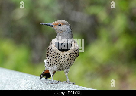 Lo sfarfallio del nord (Colaptes auratus), Rathtrevor Beach, nr. Qualicum, Isola di Vancouver, Canada Foto Stock