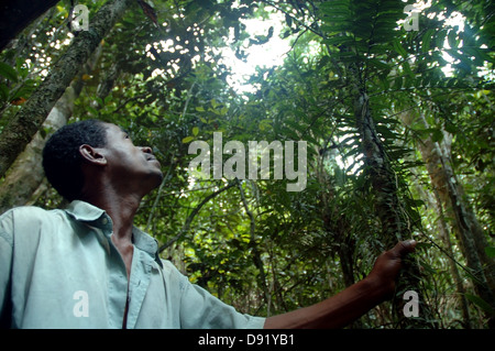 Marcel cerca di lemuri nella foresta pluviale tra Camp II e III di Camp, Marojejy National Park, Madagascar. No signor Foto Stock