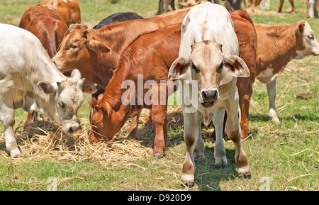 Australian bovini giovani vitelli alimentazione di fieno Foto Stock