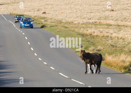 Dartmoor Hill Pony e puledri attraversando la strada nel parco nazionale di Dartmoor Devon England Foto Stock