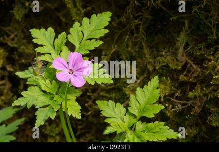 Herb Robert (Geranium robertianum) Foto Stock