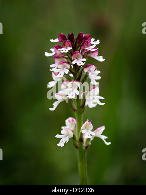 Bruciò Orchidea (Neotinea ustulata) chiamato talvolta bruciati Orchidea di punta. Fotografato in un prato in Yorkshire Dales. Foto Stock