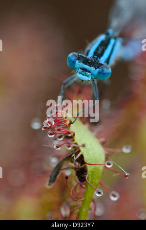 Azure, Damselfly Coenagrion puella Hufeisen-Azurjungfer, Sun rugiada, Drosera intermedia, mittlerer Sonnentau Foto Stock