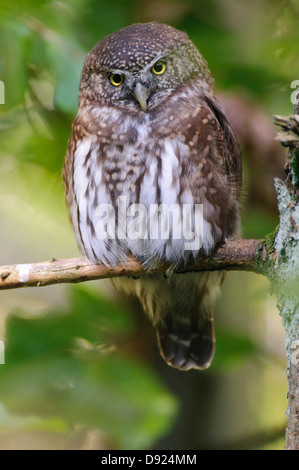 Eurasian civetta nana, Glaucidium passerinum, Kauz, Sperlingskauz Foto Stock