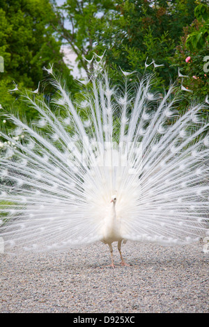 White Peacock sull Isola Bella, Stresa, Italia Foto Stock