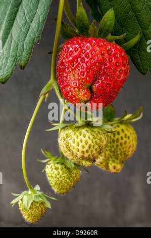 Mature e frutti immaturi garden fragole (Fragaria × ananassa) appesi da piante di fragola in primavera Foto Stock