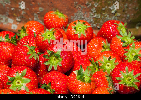 Pila di mature raccolte garden fragole (Fragaria × ananassa) in estate Foto Stock